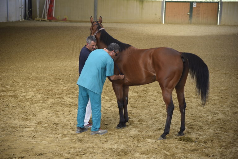 Palio, al via le prime visite veterinarie: “bocciato” un solo cavallo