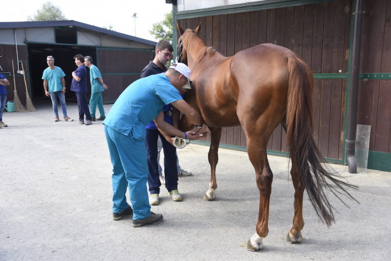 Palio, gli esiti delle visite veterinarie