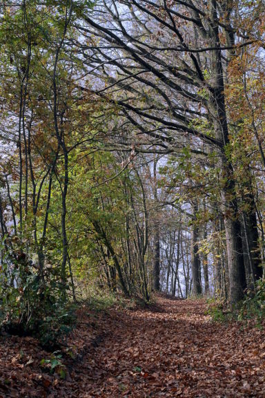 Da tagliare o potare: 400 alberi sotto l’osservazione dell’Ente Parco