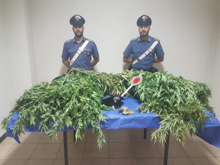 Serra di marijuana scoperta a Mombaruzzo d’Asti