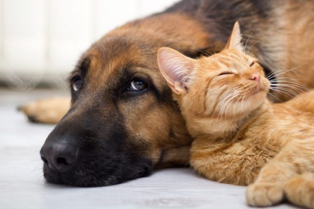 Presentato ordine del giorno per l’istituzione di un’assistenza veterinaria di base gratuita per animali d’affezione