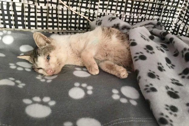 A Refrancore colpi di fucile contro un gatto. La denuncia della Lav