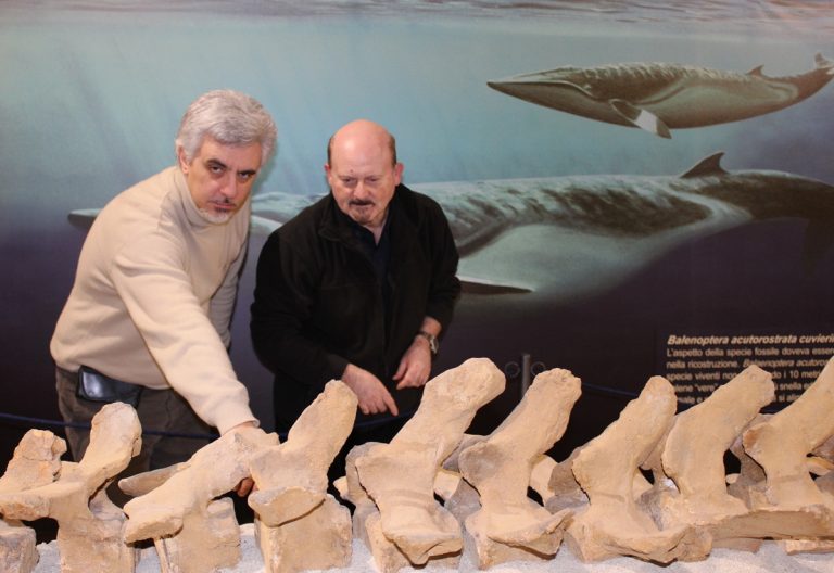 Al Museo Paleontologico di Asti è arrivato l’esperto di balene fossili
