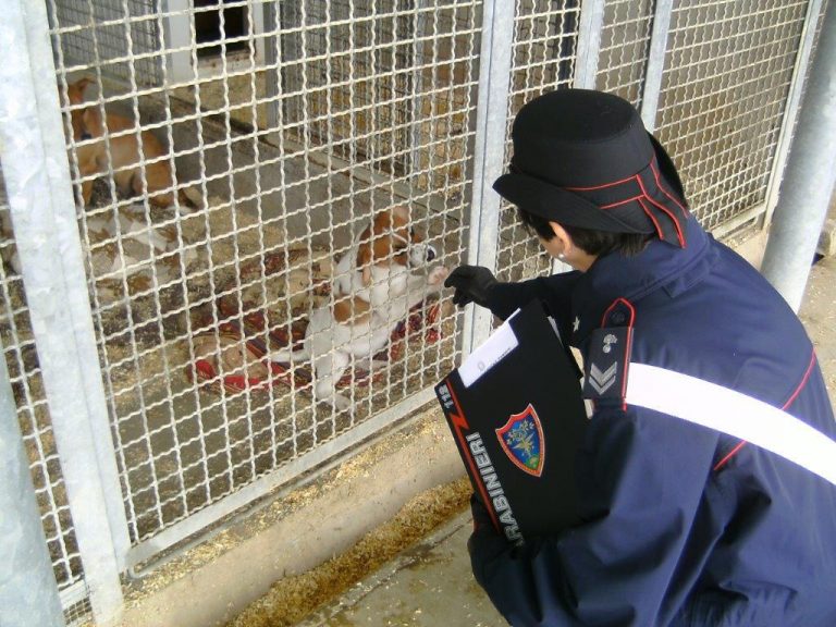 Prescriveva farmaci come un veterinario professionista: denunciata un’allevatrice di cani di Cossano Belbo