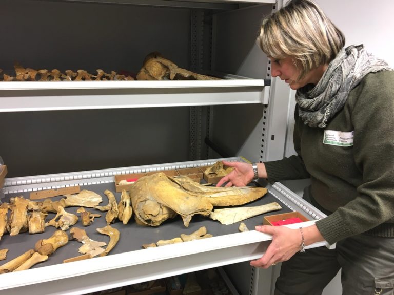 Delfini, balene, capodogli: 145 reperti fossili arricchiscono il Museo Paleontologico di Asti