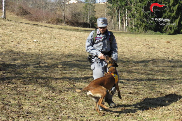 Cani antiveleno dei Carabinieri Forestali a San Damiano d’Asti. Scongiurato il pericolo di avvelenamento per un labrador