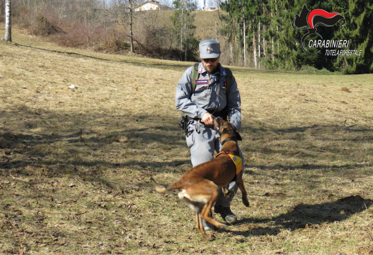 Cani antiveleno dei Carabinieri Forestali a San Damiano d’Asti. Scongiurato il pericolo di avvelenamento per un labrador
