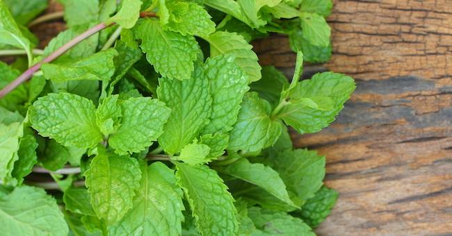 A Piovà Massaia un fine settimana all’insegna della menta