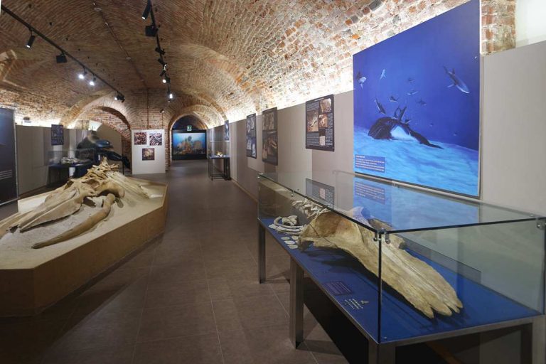Sorpresa al Musei dei fossili: la balena Tersilla è un olotipo