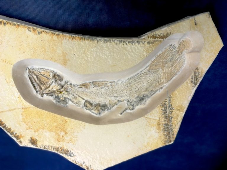 Al Museo Paleontologico alla scoperta dei fossili viventi: in mostra esemplari rari e curiosi