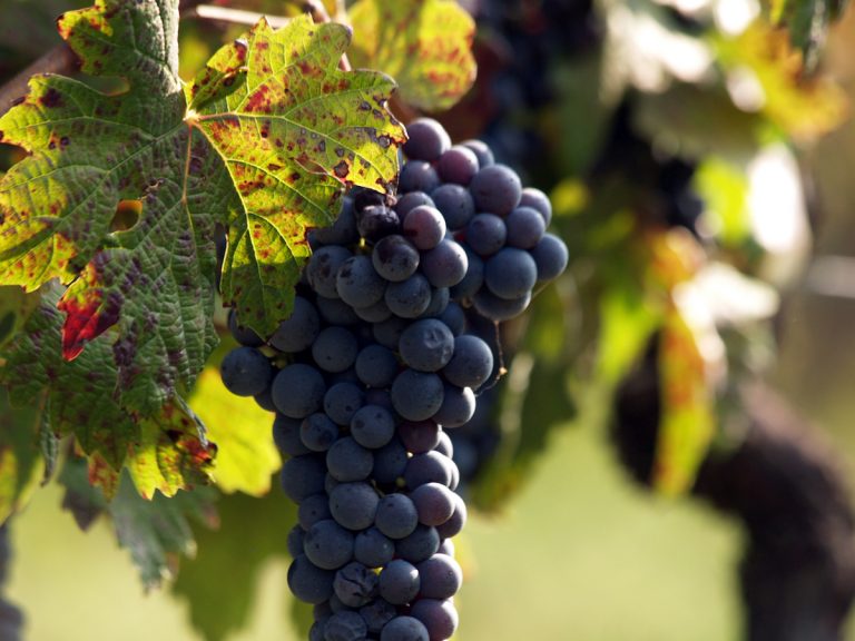 La Barbera d’Asti protagonista a Golosaria