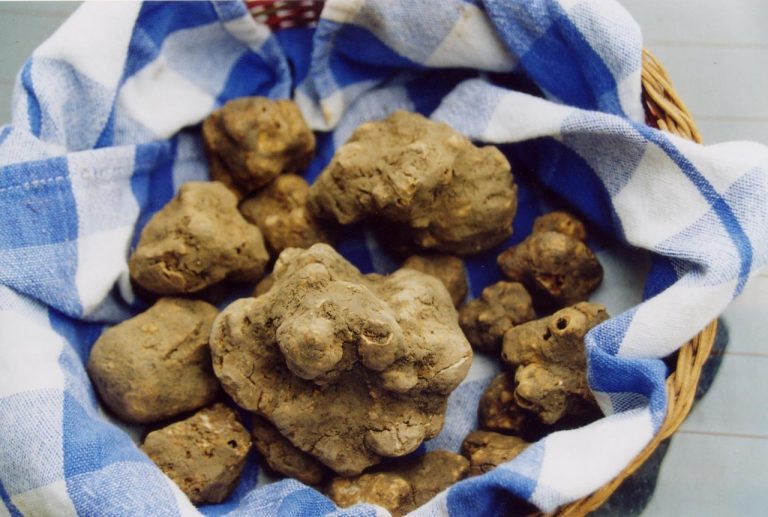 Un annullo filatelico per la fiera del tartufo di Cortazzone