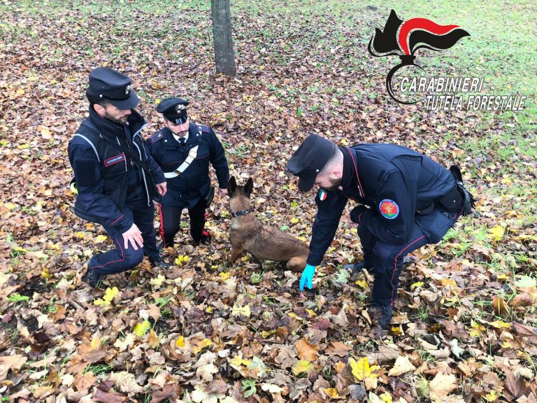 Sventato avvelenamento di cani da tartufi ad Agliano Terme