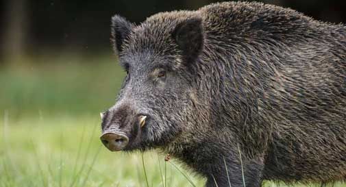 La Provincia di Asti riconvoca il Tavolo di coordinamento per il contenimento della specie cinghiale