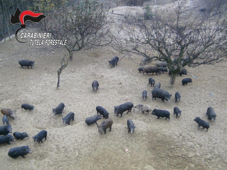 Allevava abusivamente decine di cinghiali e porcastri in un bosco: denunciato dai carabinieri forestali