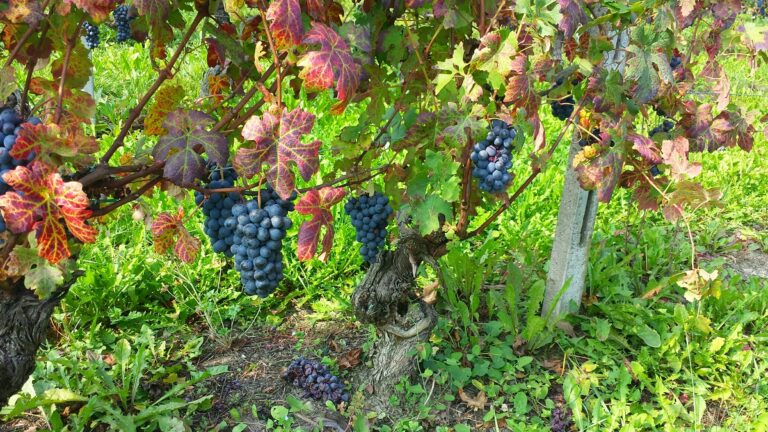 Vendemmia del Nizza: una crescita a doppia cifra rispetto al 2018