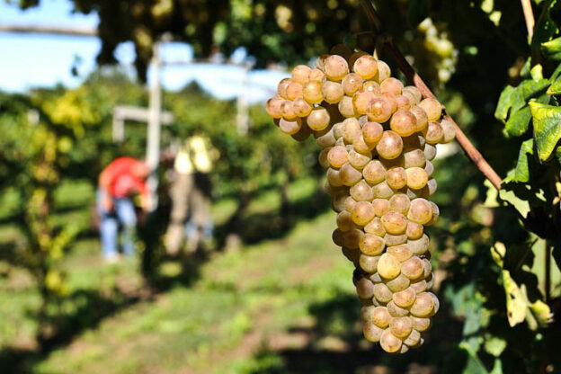 Vendemmia: scende di poco sotto i 44 milioni di ettolitri la produzione vitivinicola italiana