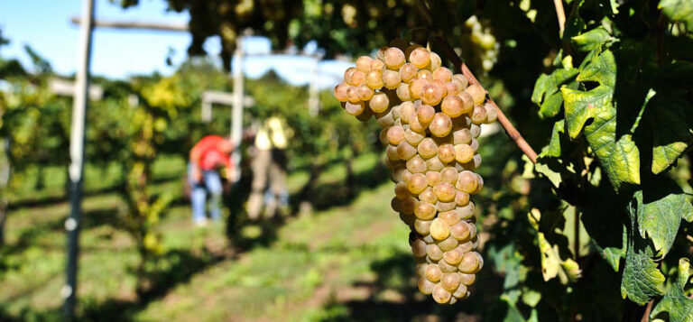 Vendemmia: scende di poco sotto i 44 milioni di ettolitri la produzione vitivinicola italiana