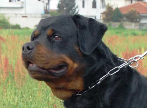 Bambina aggredita da due rottweiler