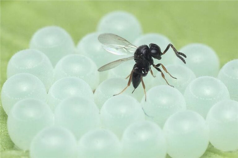 Contro la cimice asiatica arriva la vespa Samurai: gli insetti antagonisti sono stati rilasciati in 15 siti dell’Astigiano