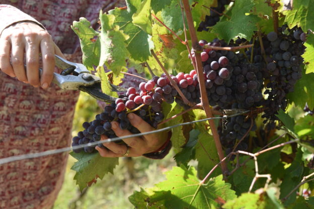 E’ la prima “vendemmia turistica” della Barbera d’Asti: inizia la raccolta con la grande novità degli eno-appassionati nei vigneti