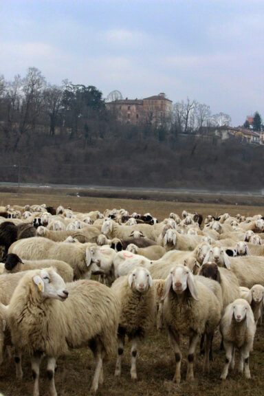 A Pralormo un gregge di pecore all’ombra del castello