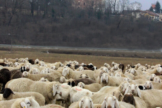 A Pralormo un gregge di pecore all’ombra del castello