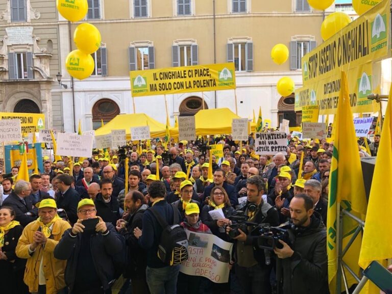 Coldiretti: “Gli abbattimenti dei cinghiali spettano anche agli agricoltori”