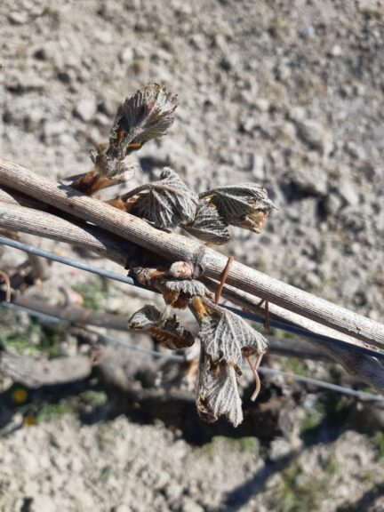 Le gelate danneggiano i raccolti: Cia Piemonte chiede lo stato di calamità naturale