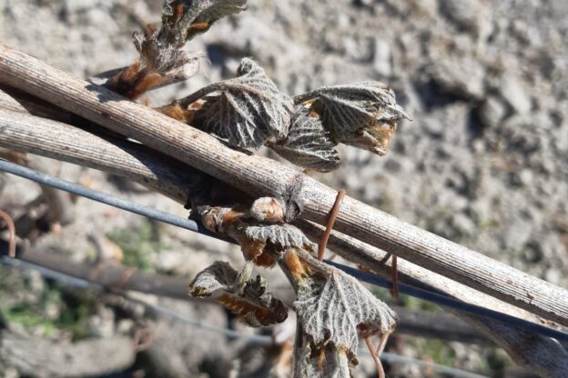 Le gelate danneggiano i raccolti: Cia Piemonte chiede lo stato di calamità naturale