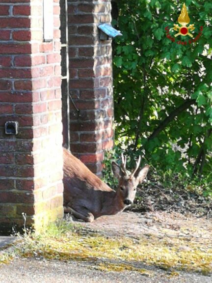 Asti, i vigili del fuoco liberano un capriolo incastrato in una cancellata