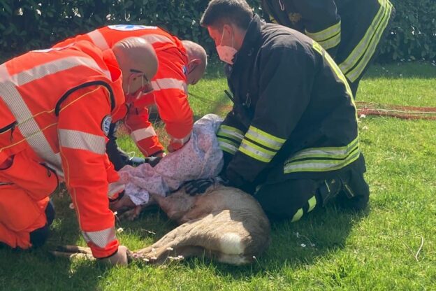 Asti, capriolo finisce nel giardino di un’abitazione di via Trieste