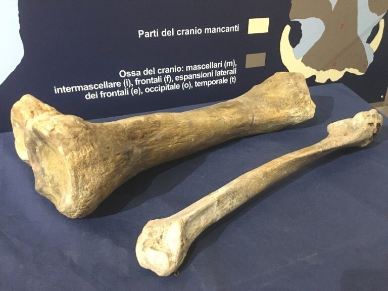 I mastodonti di San Paolo Solbrito protagonisti di “Fossili e Territori”