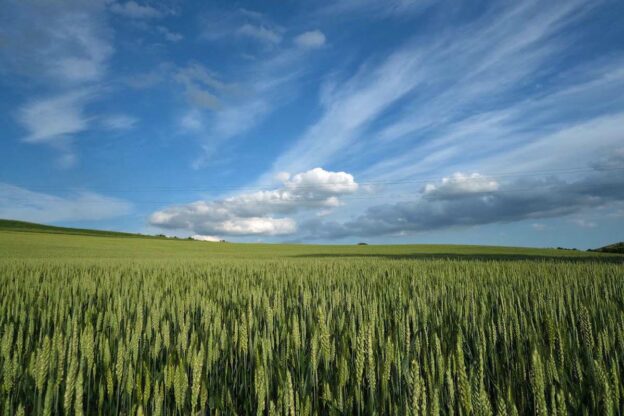 Emergenza Ucraina. Coldiretti: “In Italia pronti a produrre 75 milioni di mais e grano in più”