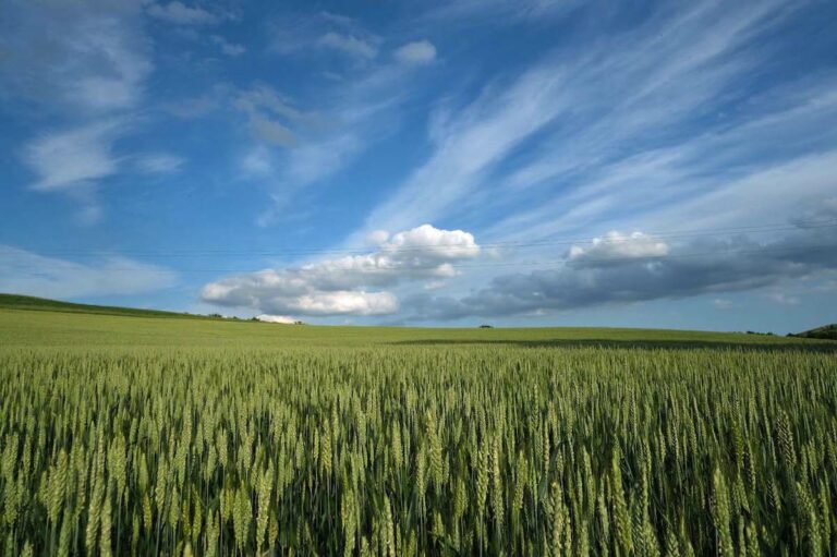 Emergenza Ucraina. Coldiretti: “In Italia pronti a produrre 75 milioni di mais e grano in più”