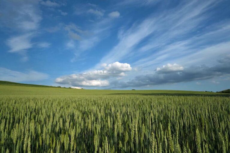 Al via la trebbiatura del grano. Coldiretti Asti: “Prevista una riduzione dei raccolti del 10%”