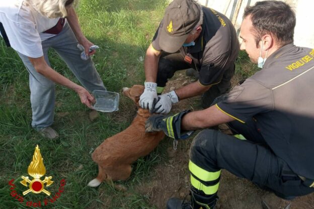 Asti, i vigili del fuoco salvano un cane incastrato in un canale di scolo