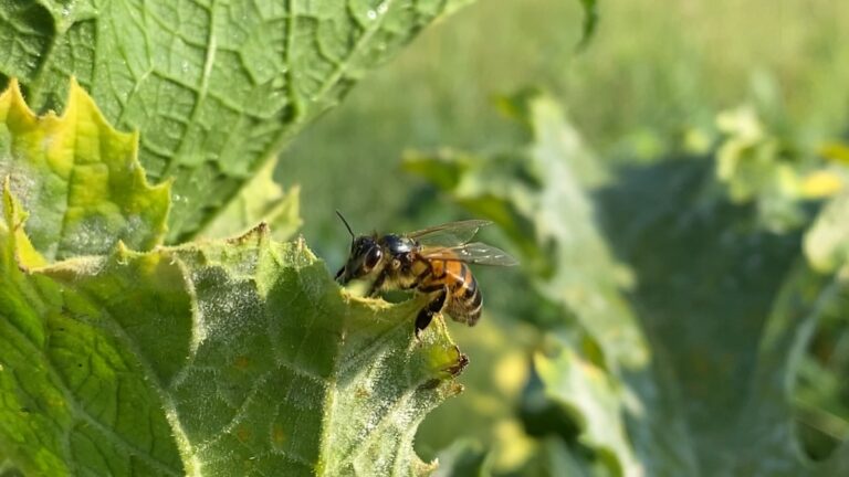 Sos api dalla Coldiretti Asti: “Nel 2021 addio a un vaso di miele su quattro”