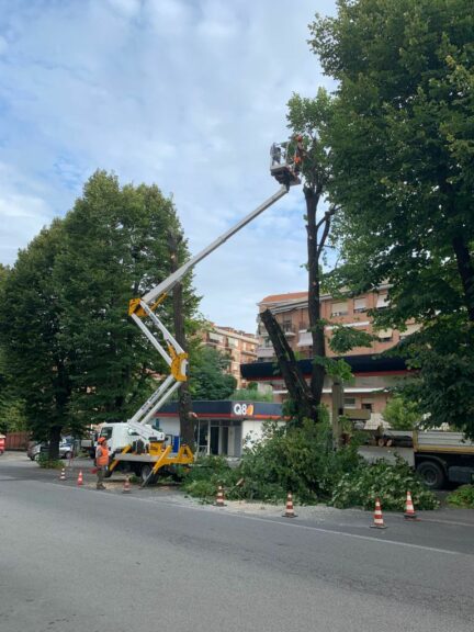 Ad Asti abbattuti due tigli pericolosi in corso XXV Aprile