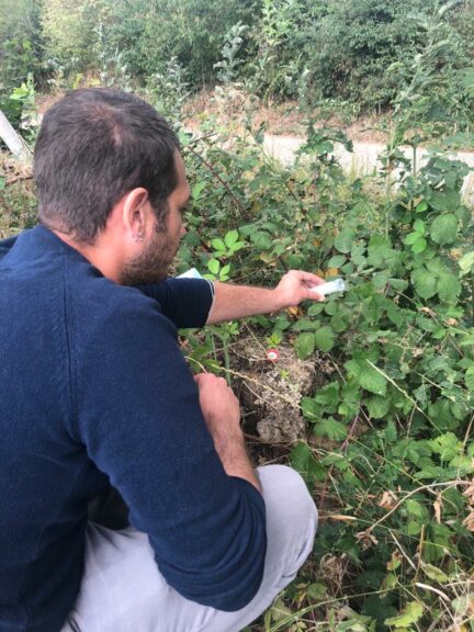 Iniziati in Piemonte i primi rilasci del Ganaspis brasiliensis antagonista naturale del moscerino dei piccoli frutti