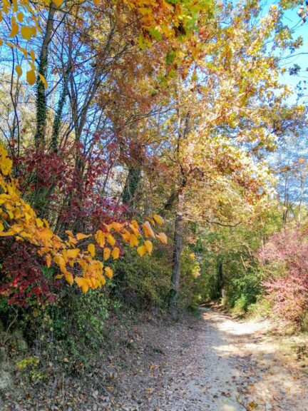 A castagnole Monferrato Quattro Passi per il Bosco per “difenderlo” dal crossodromo