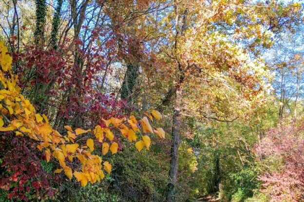 A castagnole Monferrato Quattro Passi per il Bosco per “difenderlo” dal crossodromo