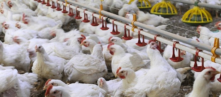 Campagna di prevenzione negli allevamenti avicoli: ecco le misure di sicurezza da adottare contro le malattie