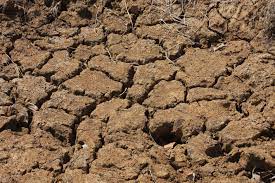 Le piogge degli ultimi giorni non attenuano gli effetti della siccità. Coldiretti: “Raccolti a rischio”