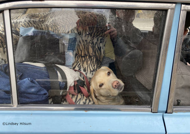 Asti si attiva per aiutare gli animali in fuga dall’Ucraina
