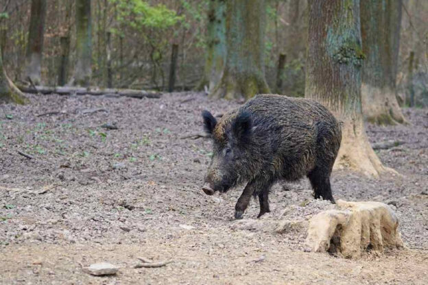 LOTTA ALLA PESTE SUINA: CONTRIBUTI DELL’ASL PER L’ABBATTIMENTO DI CINGHIALI  E LA SEGNALAZIONE DI CARCASSE