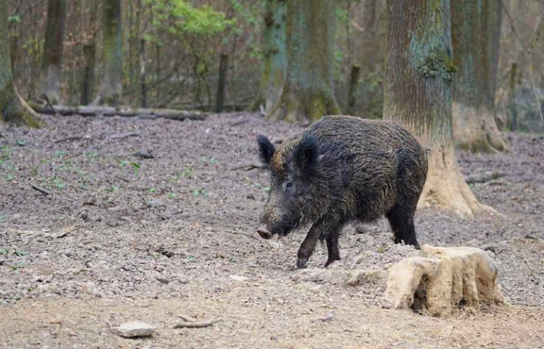 Peste suina. La Regione Piemonte anticipa 8 milioni per mettere in sicurezza le aree a rischio