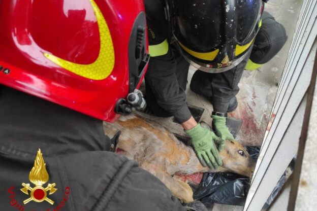 Asti, capriolo incastrato in un cancello salvato dai vigili del fuoco