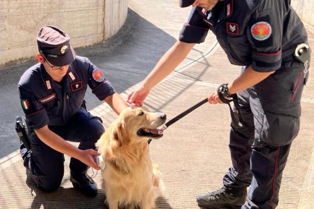 Controlli dei carabinieri forestali contro l’abbandono dei cani