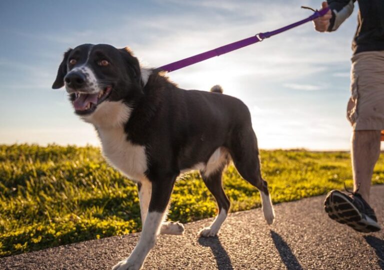 Animali d’affezione, via libera del Cal a due proposte di legge